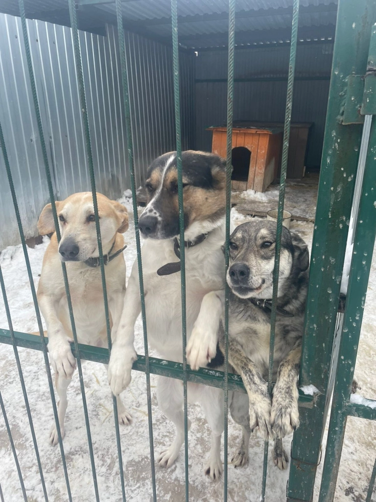 Команда ЗТИ в собачьем приюте Надежда Три собаки в клетке